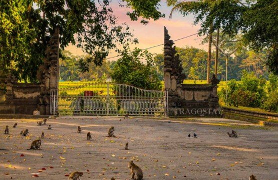 The wide, serene inner courtyard of the Alas Kedaton Monkey Forest temple.