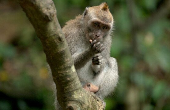A cute long-tailed macaque monkey resting at Alas Kedaton Monkey Forest.