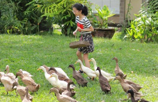 Tourists playing with ducks and observing aquatic birds at Bali Bird Park.
