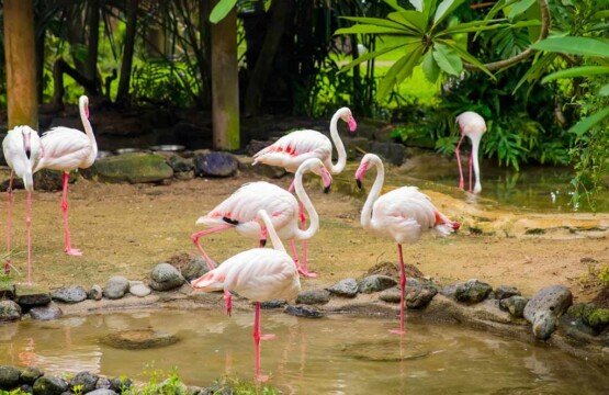 Elegant pink Greater Flamingos at Bali Bird Park, a top place to visit in Gianyar.