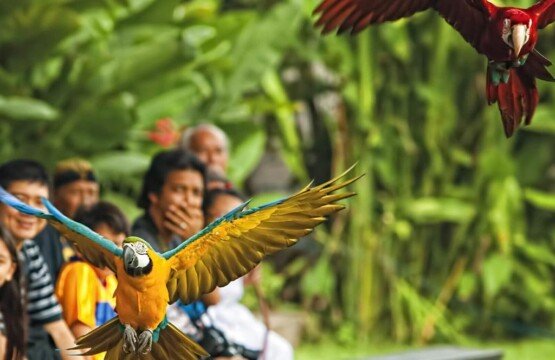 The "Bali Rainforest" free-flight show at Bali Bird Park, a favorite tourist attraction.