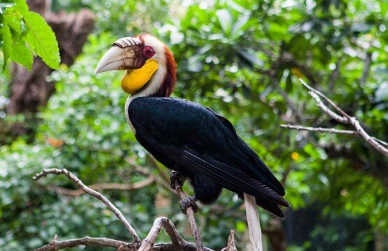 Majestic Wreathed Hornbills at Bali Bird Park, a must-see Bali tourist attraction.
