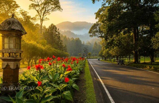 Peaceful afternoon vibe at the fertile Bali Botanical Garden with mist and tall trees.