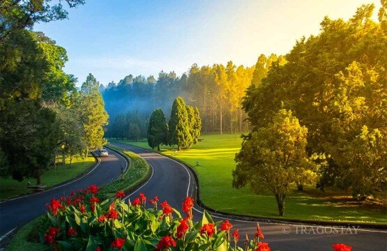 Smooth road access through the forest at Bali Botanical Garden, a popular tourist destination.