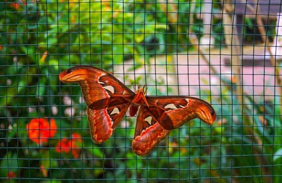 Butterfly preservation and breeding program at Bali Butterfly Park Tabanan.
