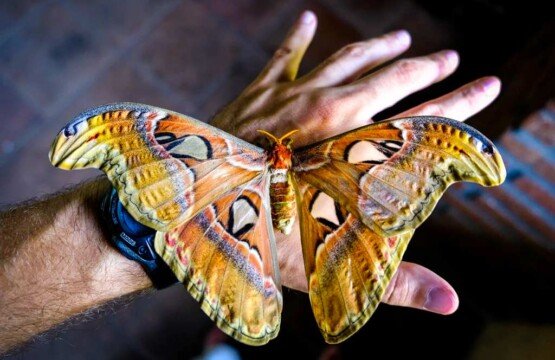 The majestic Barong Butterfly, a giant silk moth at Bali Butterfly Park Tabanan.