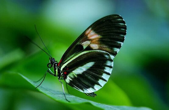 A delicate black and white butterfly resting on a green leaf at Bali Butterfly Park.