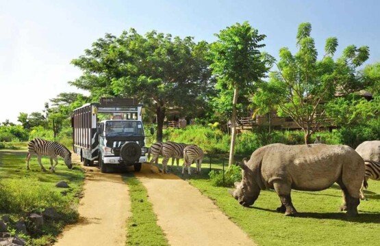 Family park adventure experience in a safari tram at Bali Safari and Marine Park.