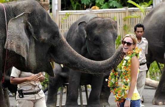 Educational elephant show featuring Sumatran elephants at Bali Safari and Marine Park.