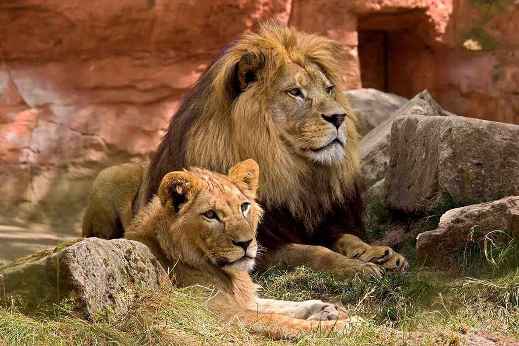 Majestic African lions resting in their habitat at Bali Safari and Marine Park.