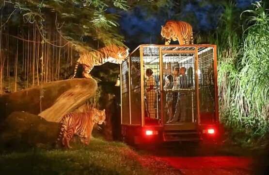 Thrilling Night Safari experience and fire show at Bali Safari and Marine Park.