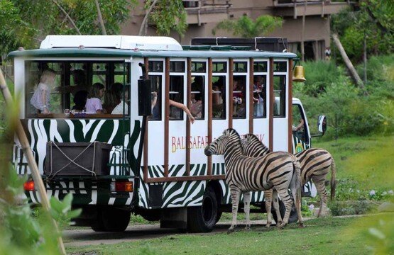 A group of zebras grazing in the savanna enclosure at Bali Safari and Marine Park.