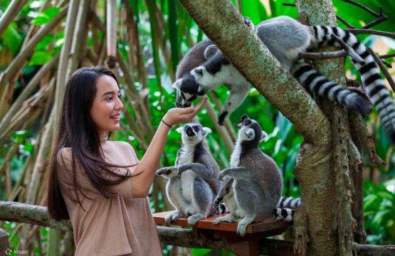 Engaging animal feeding session at Bali Zoo with exotic wildlife.
