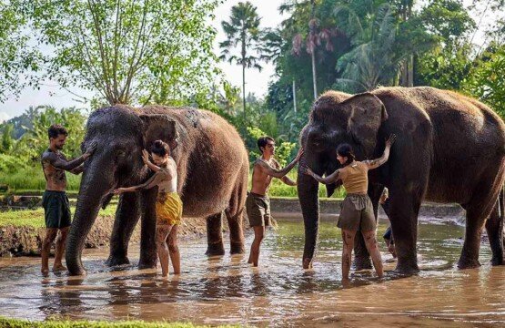 Tourists experience elephant bathing and mud fun at Bali Zoo.