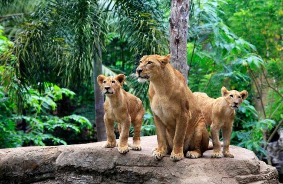 A majestic group of lions resting in their habitat at Bali Zoo.