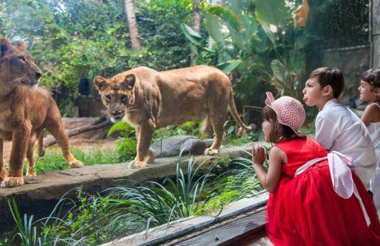 Visitors watching African lions through the glass observation gallery at Bali Zoo.