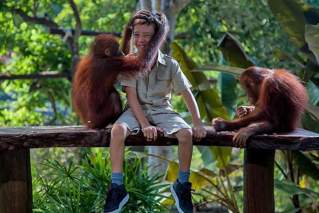 A young child playing and interacting with an orangutan at Bali Zoo.