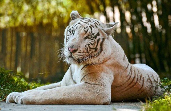Rare white tiger in a jungle-like enclosure at Bali Zoo.