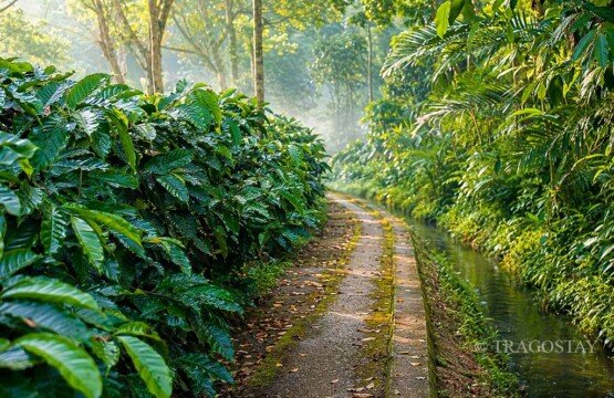 Fertile coffee plantations lining the scenic path to Blahmantung Waterfall in Pupuan.