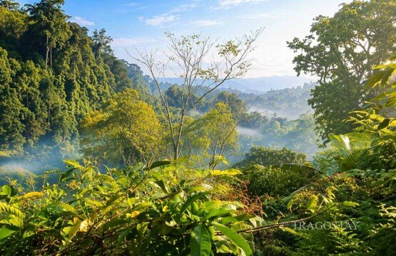 Pristine tropical forest surrounding the remote Blahmantung Waterfall tourist destination.
