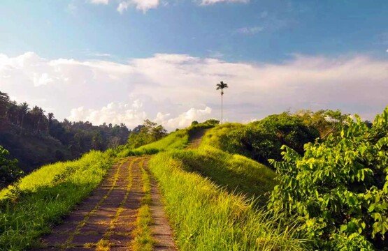 Afternoon vibes of Campuhan Ridge Walk Ubud with golden sunlight over the valley.