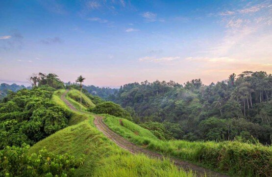 The beautiful pathway at Campuhan Ridge Walk Ubud flanked by lush elephant grass.