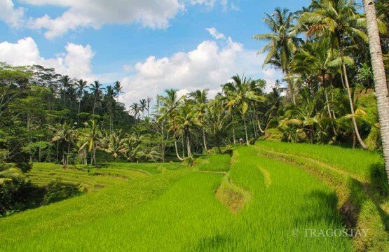 Lush Gunung Kawi Temple rice fields at one of the top Bali tourist destinations.