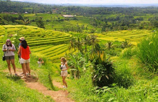 Exploring the scenic short and long trekking tracks through Jatiluwih Rice Terrace.