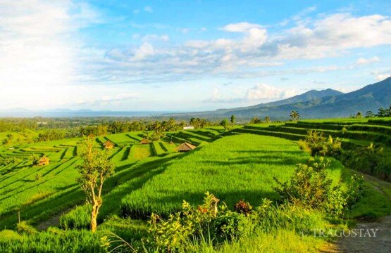 Stunning green view of the layered rice terraces at Jatiluwih, Bali.