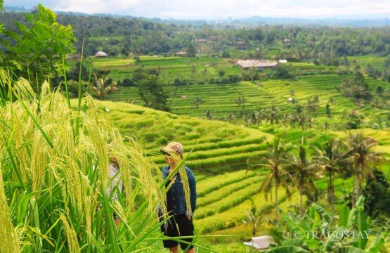Jatiluwih Rice Terrace produces a unique long-grain red rice type in Bali.