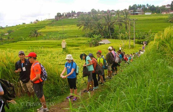 Students on an educational trip learning about sustainable farming at Jatiluwih Rice Terrace.