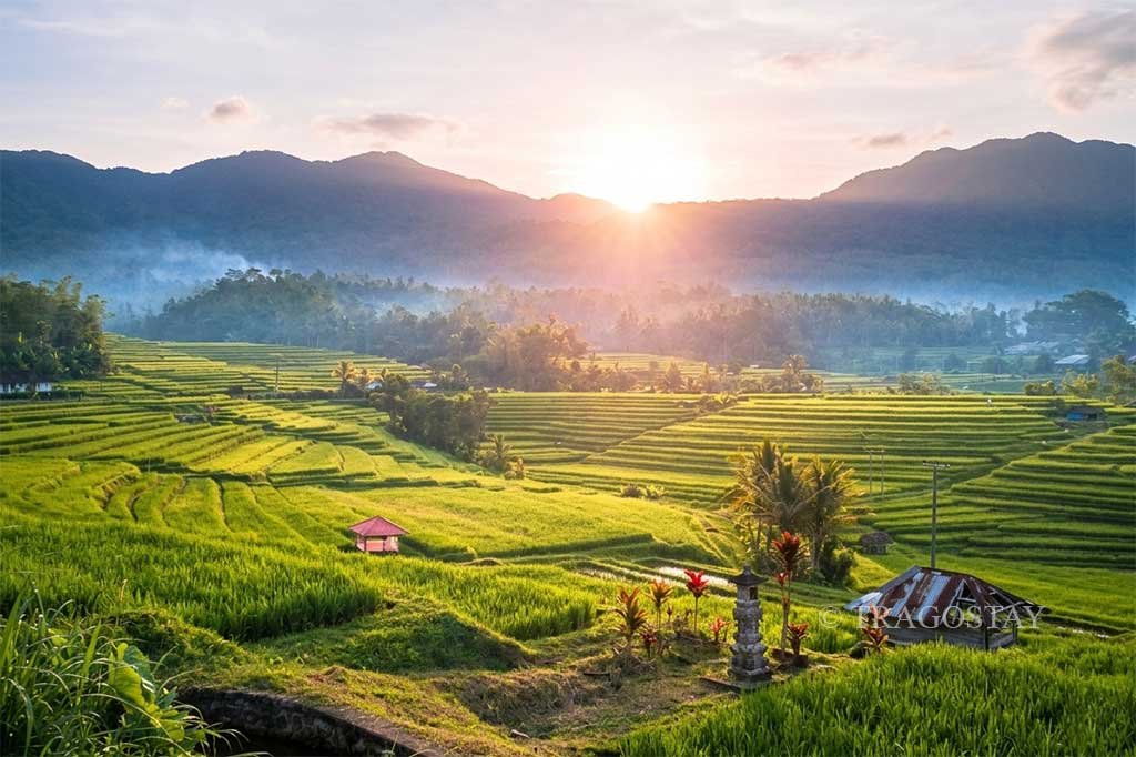 Beautiful sunrise at Jatiluwih Rice Terrace, a perfect place to visit in Bali.