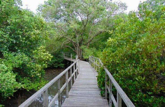 Ngurah Rai Mangrove Forest wooden pathway access through the dense green canopy.