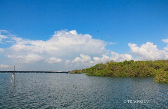 Ngurah Rai Mangrove Forest sea view where the forest meets the Bali nature border.