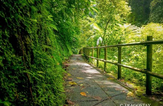 Nungnung Waterfall pathway access through the jungle for Bali adventure activities.