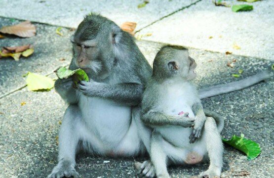 Two cute monkeys sitting together on a stone wall at Sangeh Monkey Forest.