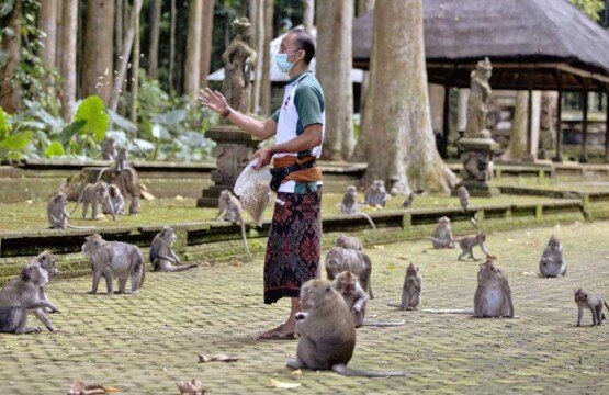 A group of long-tailed macaques feeding together at Sangeh Monkey Forest.