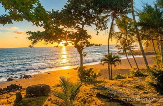 Soka Beach featuring towering palm trees along the scenic coastal area.