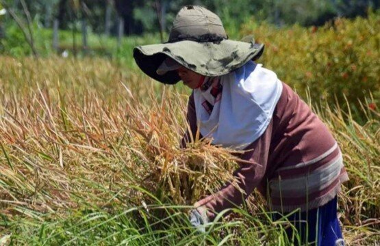 A local Balinese farmer working at Subak Sembung Eco-Tourism in Denpasar.