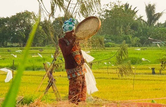 Rice paddy harvesting season at Subak Sembung Eco-Tourism with golden rice stalks.