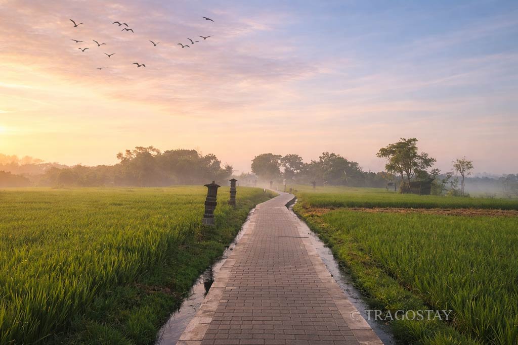 Subak Sembung Eco-Tourism jogging track passing through the lush rice fields.
