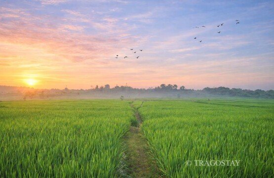 Breathtaking sunrise view over the rice fields at Subak Sembung Eco-Tourism.