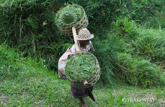 Local Balinese farmer carrying a traditional grass basket at Tegalalang Rice Terrace Ubud.