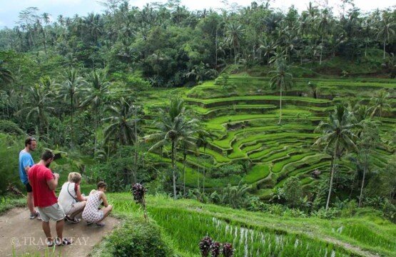 An active morning shot of visitors trekking the steep paths during the early hours, enjoying the cool air and the quiet serenity of the Ubud highlands.
