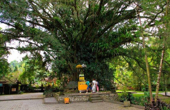 Massive sacred Banyan tree at Tirta Empul Temple Tampak Siring with hanging roots.