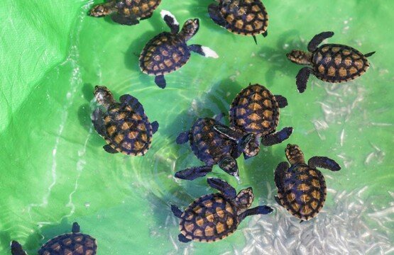 Tiny baby sea turtle hatchling at the Turtle Conservation and Education Center Bali.