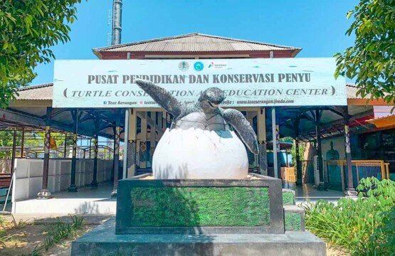 Iconic giant turtle statue at the entrance of the Turtle Conservation and Education Center Bali.