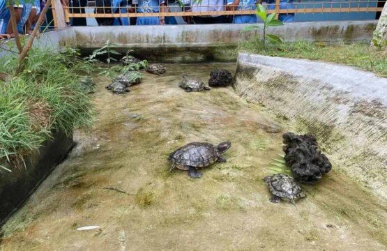 Professional turtle conservation and education center pond facilities for various turtle sizes.