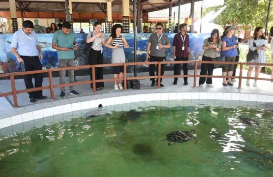 Interactive turtle conservation and education center pool for Bali tourist attractions and education.
