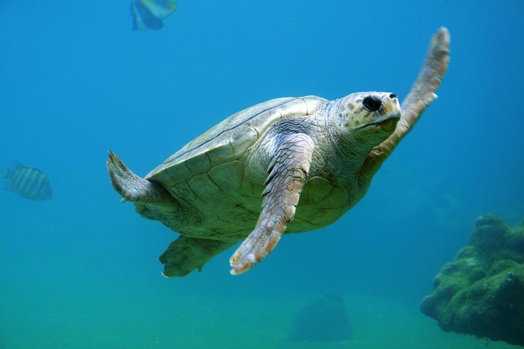 A rehabilitated sea turtle returning to the sea from the Turtle Conservation and Education Center.